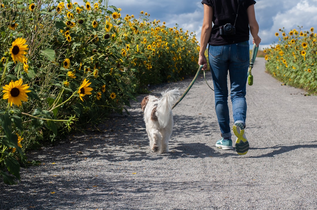 Giv Din Hund Den Bedste Pleje med Hundeluftning i Naturskønne Omgivelser