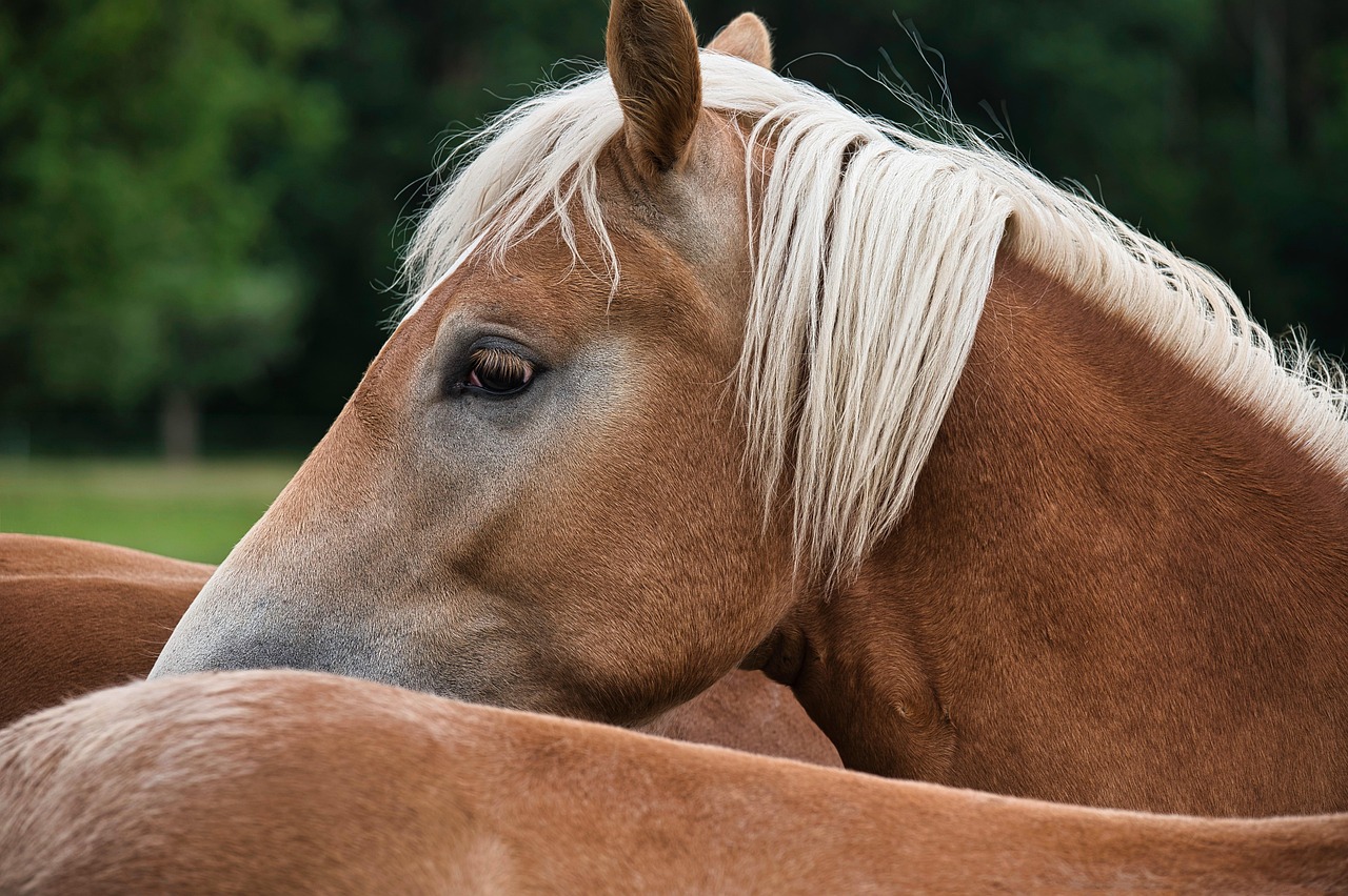 Nordic Horse forhandler naturligt